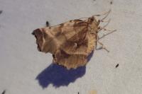 Selenia dentaria