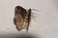 Xanthorhoe ferrugata/spadicearia