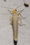 Eilema caniola