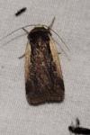 Ochropleura plecta