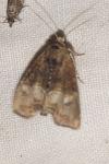 Mesoligia furuncula