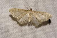 Idaea fuscovenosa