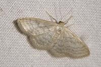 Idaea subsericeata