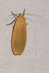 Wittia sororcula