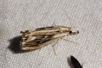 Catoptria verellus