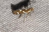 Calybites phasianipennella
