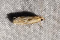 Eucosma cana