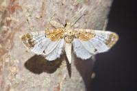 Eupithecia breviculata