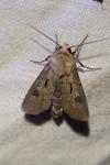 Agrotis exclamationis