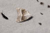 Meganola albula
