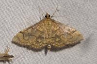 Anania verbascalis