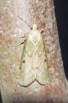 Aphomia sociella