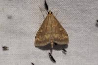 Ostrinia nubilalis/scapulalis