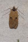 Agonopterix subpropinquella