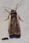 Ochropleura leucogaster