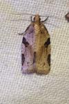 Clepsis spectrana