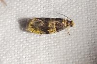 Celypha aurofasciana