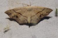 Cyclophora punctaria