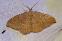 Watsonalla binaria