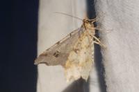 Macaria alternata