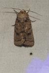 Hoplodrina octogenaria