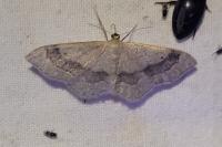 Idaea aversata