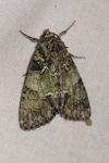 Polyphaenis sericata
