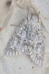 Acronicta aceris