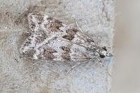 Scoparia ingratella/pyralella