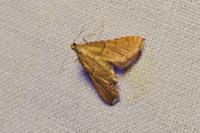 Endotricha flammealis