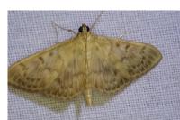 Patania ruralis