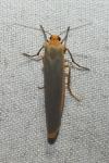 Manulea complana
