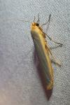 Manulea complana