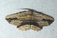 Menophra abruptaria