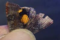 Noctua janthina