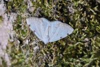 Lomographa bimaculata