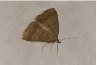 Zanclognatha lunalis