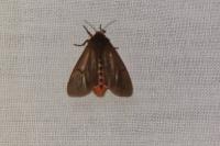 Phragmatobia fuliginosa