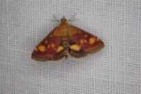 Pyrausta aurata