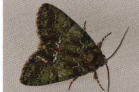 Polyphaenis sericata