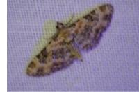 Eupithecia pulchellata