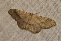 Idaea aversata