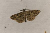 Peribatodes rhomboidaria