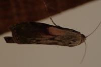 Aphomia sociella