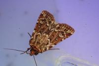 Lycophotia porphyrea