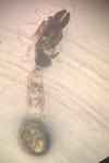 Mesapamea secalis