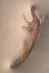 Acronicta psi