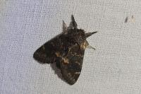 Notodonta dromedarius