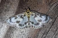 Anania hortulata