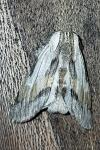 Harpyia milhauseri